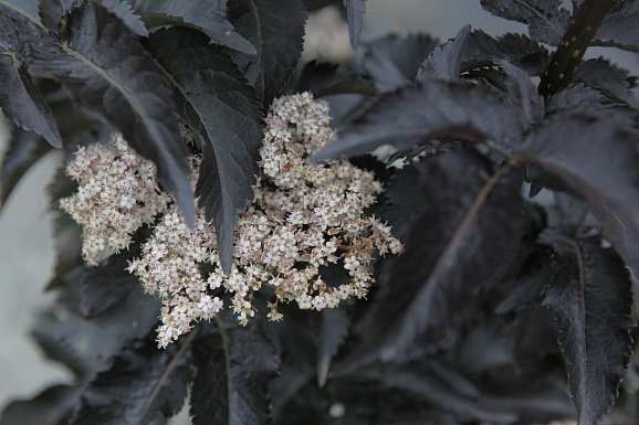 Бузина черная Блэк Тауэр