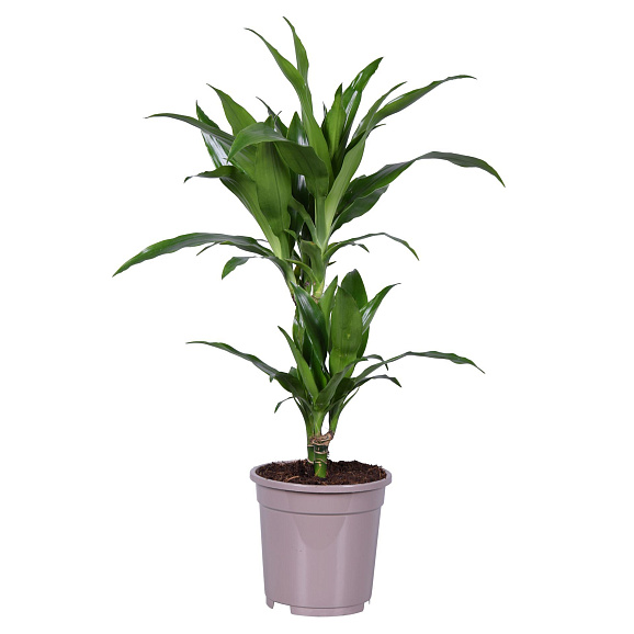 Драцена фрагранс Джанет Крейг 2 ст