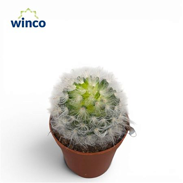 Mammillaria Albicoma