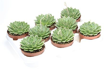 Echeveria Miranda Flat