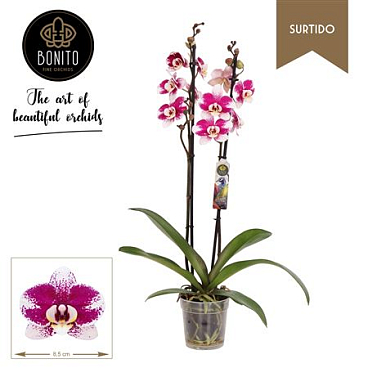 Phal 2st Surtido Barcelona