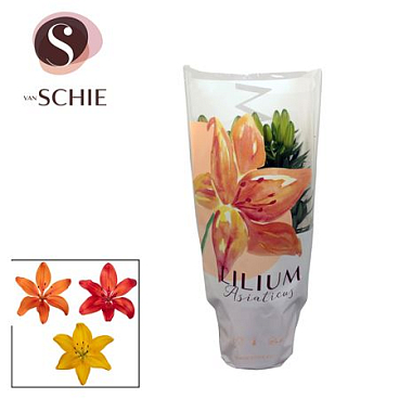 Lilium As Mix 3pp