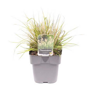 Pennisetum Al Hameln
