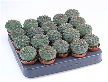 Gymnocalycium Quehlianum