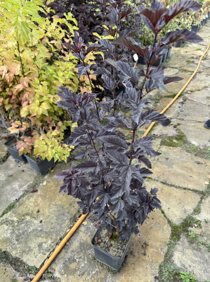 Пузыреплодник калинолистный Борута