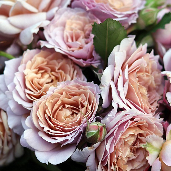 Роза флорибунда Клир Отум