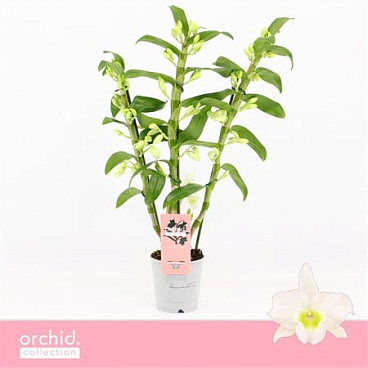 Dendr Nob 3st Apollon Orchid Collectiom