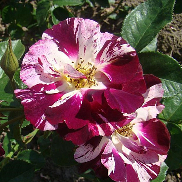 Роза плетистая Пёрпл Сплэш