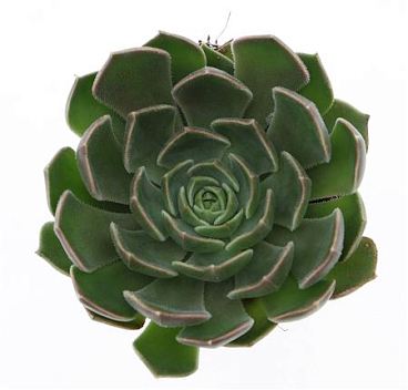 Echeveria Brown Rose