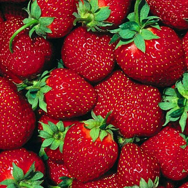 Земляника Сан Андреас