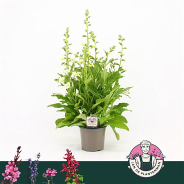 Digitalis Purpurea Hanabee White