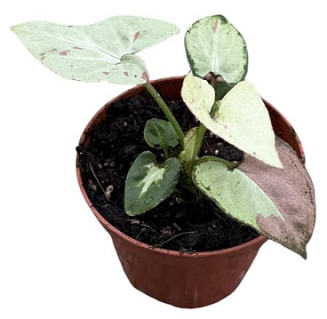 Syngonium Strawberry Milk
