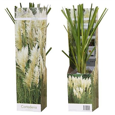 Cortaderia Pampas White