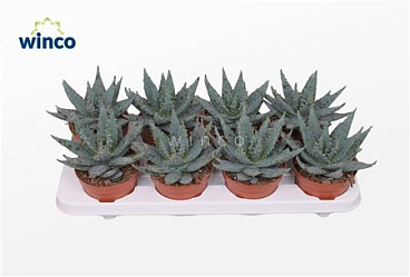 Aloe Peglarae