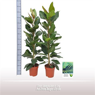 Ficus Benghalensis Joy