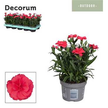 Dianthus Oscar Red (decorum)