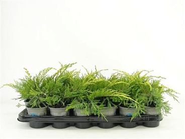 Juniperus Pfit King Of Spring