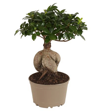 Ficus Ginseng In Plastic Pot