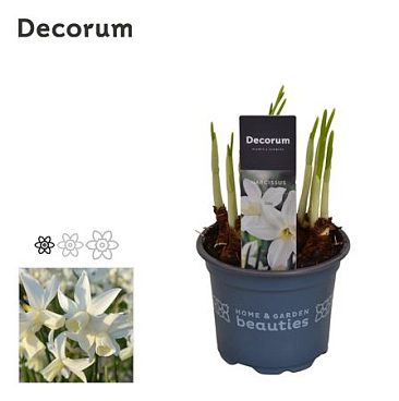 Narcissus Toto (decorum)