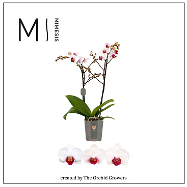 Фаленопсис Ред Лип 2 ст