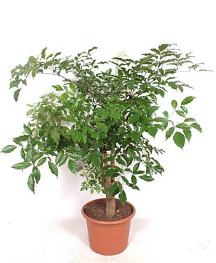 Heteropanax Chinensis