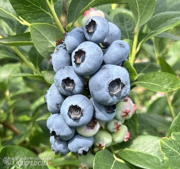 Голубика высокорослая Чендлер