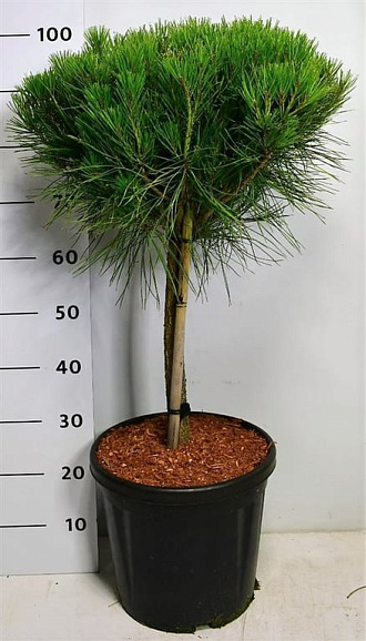 Сосна густоцветковая Элис Веркаде штамб 40