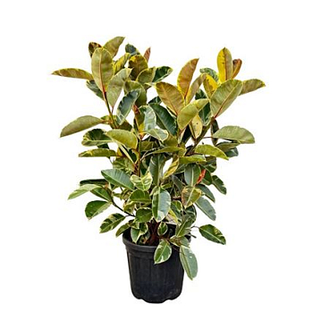 Ficus El Tineke Bush