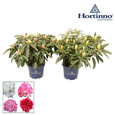 Rhododendron Hortinno Mix