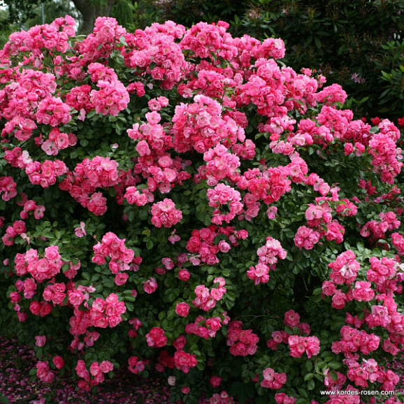 Роза парковая Энжела