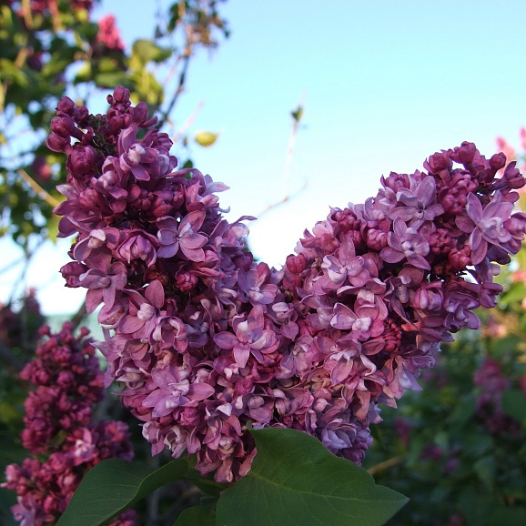 Сирень обыкновенная Егор Чесноков