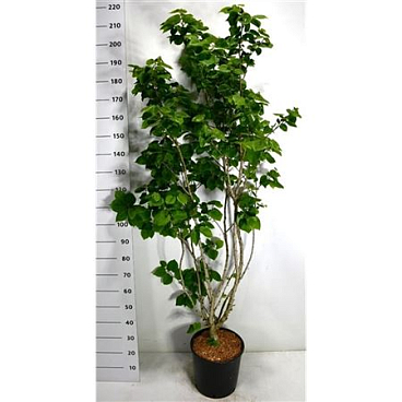 Cercis Chin Avondale
