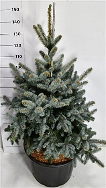 Picea Pung Blue Mountain