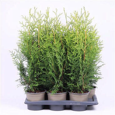 Thuja Occidentalis 'brabant'