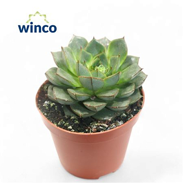 Echeveria Fabiola