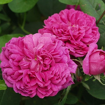 Роза парковая Роуз Де Решт