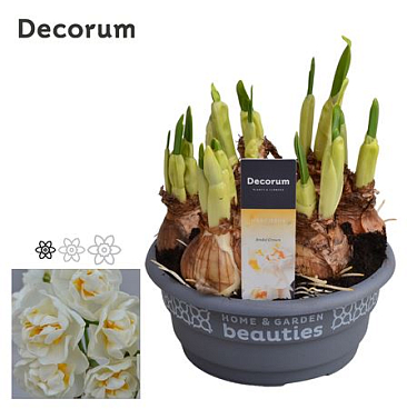 Narcissus Bridal Crown (decorum)
