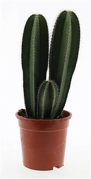 Isolatocereus Dumortieri