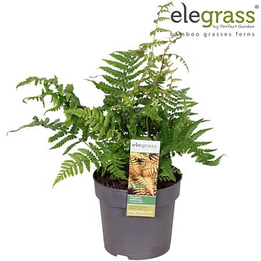 Dryopteris Jurassic Gold
