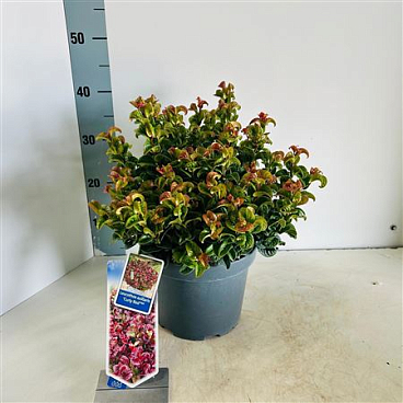 Leucothoe Ax Curly Red