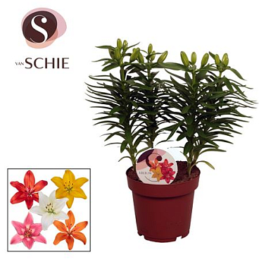 Lilium As Mix 4pp
