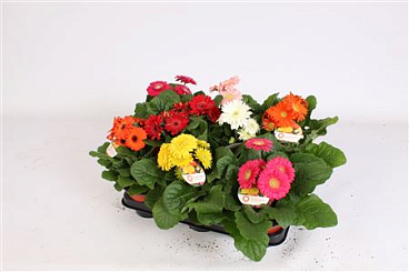 Gerbera Sundayz 2+