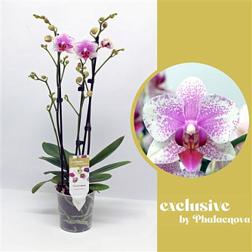 Phal 3st Rotterdam 16+ (phalaenova)