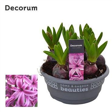 Hyacinthus Purple Sensation Bowl (decorum)