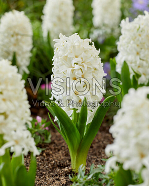 Гиацинт садовый Уайт Перл