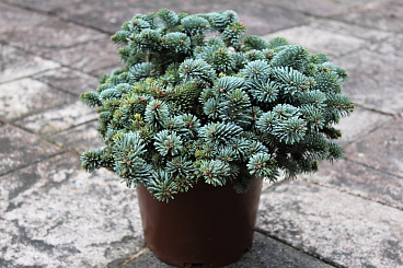 Пихта корейская Блау Хексе