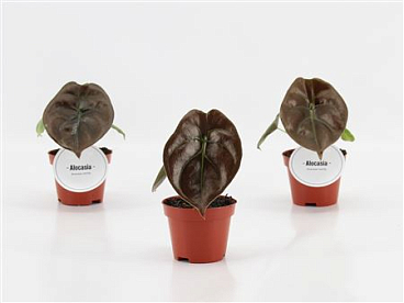 Alocasia Red Secret