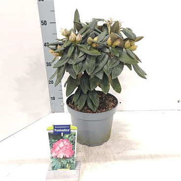 Rhodo (y) Fantasica