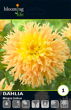 Георгина фимбриата Мингус Джошуа