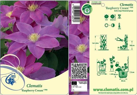 Клематис гибридный Распберри Крем